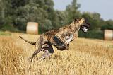 DOGUE ALLEMAND 333